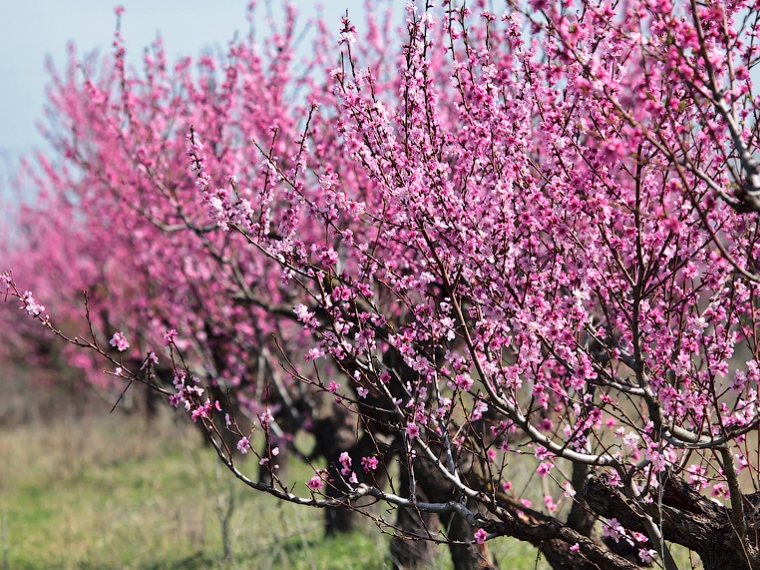 30 апреля - фотосессия в персиковом саду