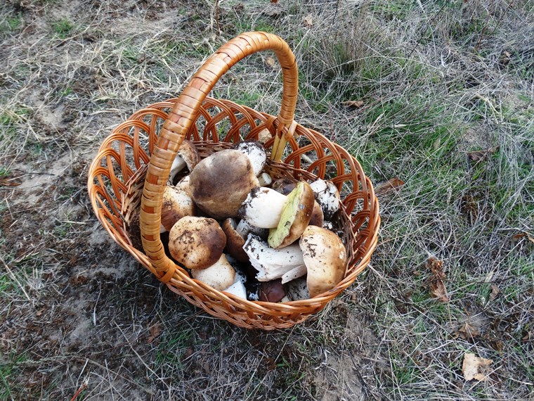 А грибы в Цюрупинском лесу были!