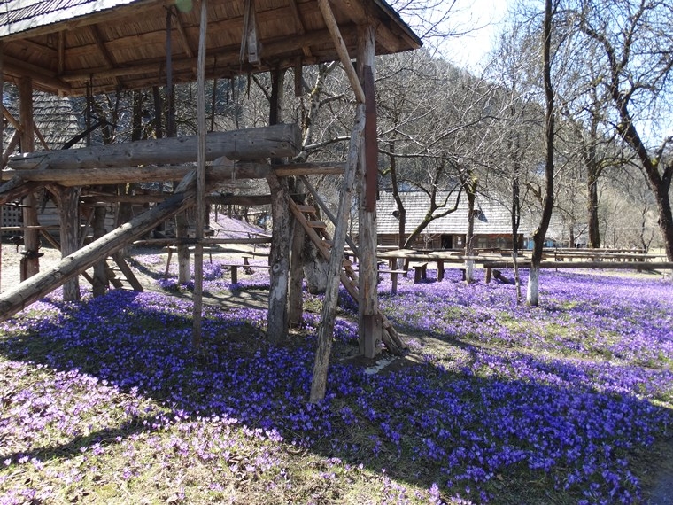 Долина крокусов - шафрановый тур в Колочаву из Одессы