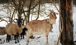 Гуцульский экспресс